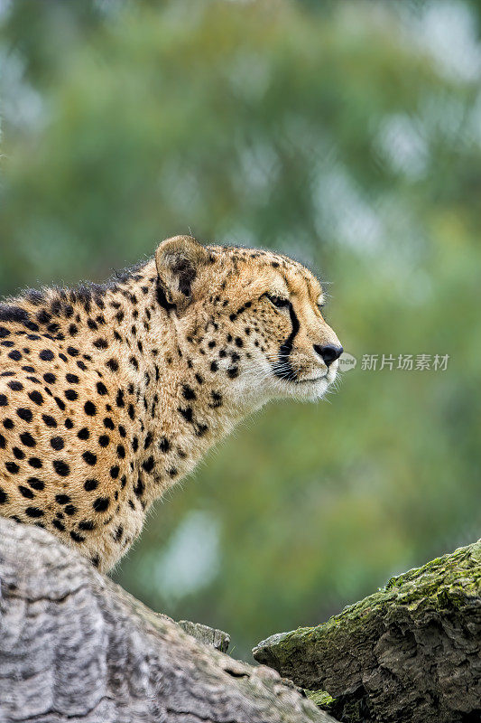 猎豹(Acinonyx jubatus)